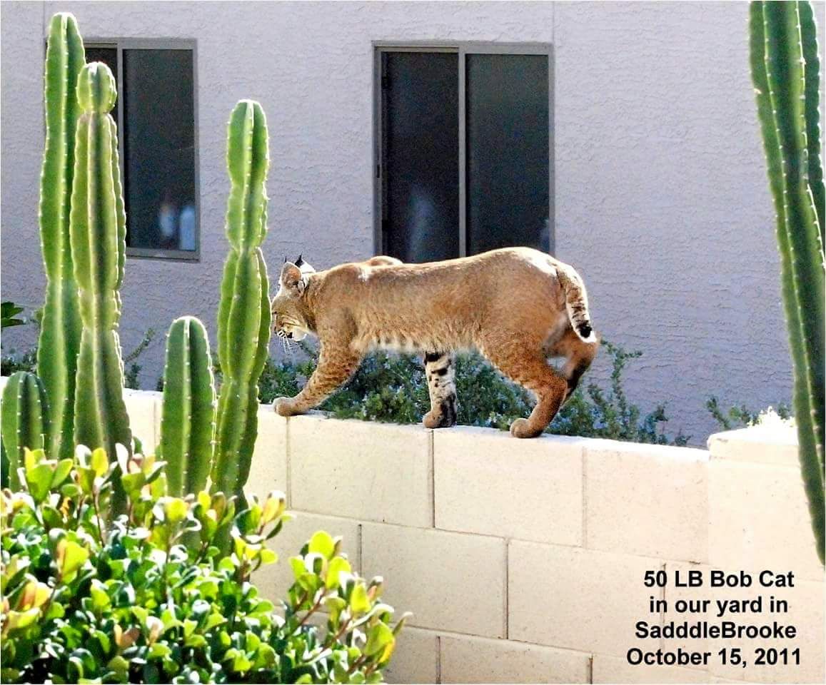 Backyard Bobcats
